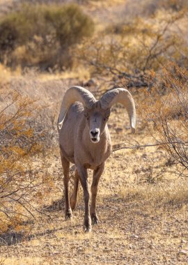 İtfaiye Vadisi 'nde kışın Nevada' da bir çöl koyunu.