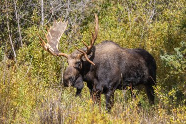 Wyoming 'de sonbaharda bir boğa geyik çiftleşmesi yaşarmış.