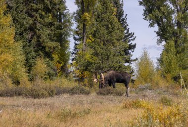 Wyoming 'de sonbaharda bir boğa geyik çiftleşmesi yaşarmış.