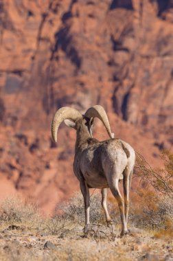 Nevada İtfaiye Vadisi 'nde kışın bir çöl koyunu arabası.