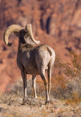 Nevada İtfaiye Vadisi 'nde kışın bir çöl koyunu arabası.