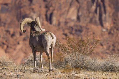 Nevada İtfaiye Vadisi 'nde kışın bir çöl koyunu arabası.
