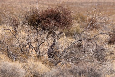 Nevada İtfaiye Vadisi 'nde kışın bir çöl koyunu arabası.