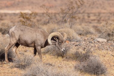 Nevada İtfaiye Vadisi 'nde kışın bir çöl koyunu arabası.