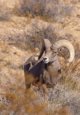 Nevada İtfaiye Vadisi 'nde kışın bir çöl koyunu arabası.