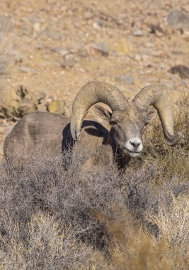 Nevada İtfaiye Vadisi 'nde kışın bir çöl koyunu arabası.