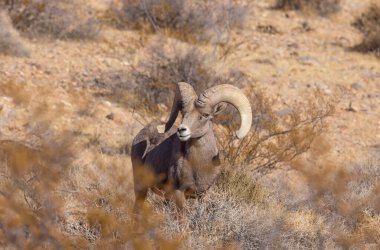 Nevada İtfaiye Vadisi 'nde kışın bir çöl koyunu arabası.