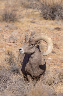 Nevada İtfaiye Vadisi 'nde kışın bir çöl koyunu arabası.
