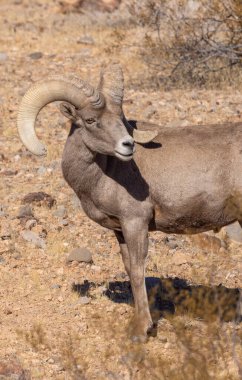 Nevada İtfaiye Vadisi 'nde kışın bir çöl koyunu arabası.