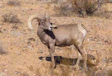 Nevada İtfaiye Vadisi 'nde kışın bir çöl koyunu arabası.