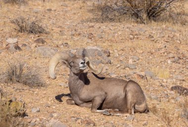 Nevada İtfaiye Vadisi 'nde kışın bir çöl koyunu arabası.