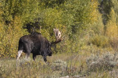 Grand Teton Ulusal Parkı Wyoming 'de sonbaharda bir geyik.