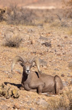 Nevada Çölü 'nde kışın bir çöl koyunu arabası.