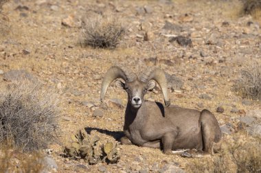 Nevada Çölü 'nde kışın bir çöl koyunu arabası.