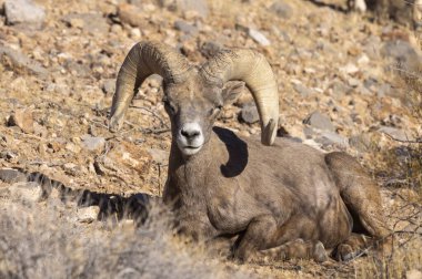 Nevada Çölü 'nde kışın bir çöl koyunu arabası.