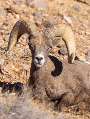 Nevada Çölü 'nde kışın bir çöl koyunu arabası.