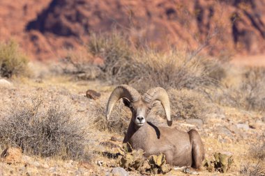 Nevada Çölü 'nde kışın bir çöl koyunu arabası.