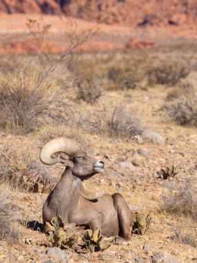 Nevada Çölü 'nde kışın bir çöl koyunu arabası.
