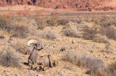 Nevada Çölü 'nde kışın bir çöl koyunu arabası.