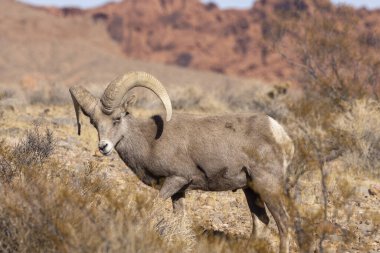 Nevada Çölü 'nde kışın bir çöl koyunu arabası.