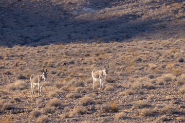 Nevada çölünde kışın vahşi eşekler