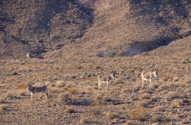 Nevada çölünde kışın vahşi eşekler