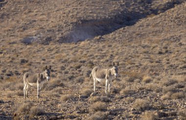 Nevada çölünde kışın vahşi eşekler