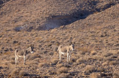 Nevada çölünde kışın vahşi eşekler