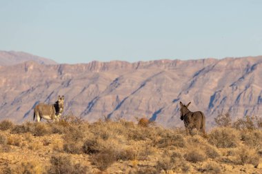 Nevada çölünde kışın vahşi eşekler