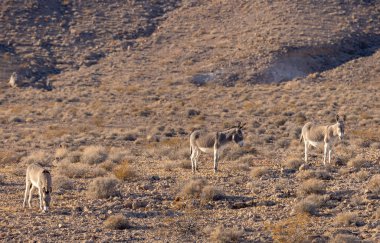 Nevada çölünde kışın vahşi eşekler