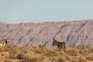 Nevada çölünde kışın vahşi eşekler