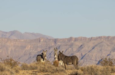 Nevada çölünde kışın vahşi eşekler