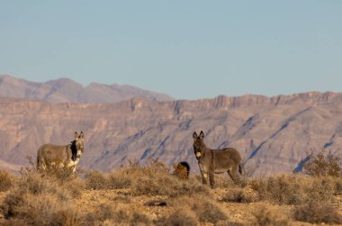 Nevada çölünde kışın vahşi eşekler