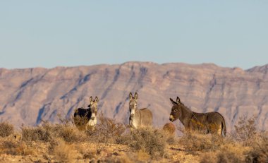 Nevada çölünde kışın vahşi eşekler