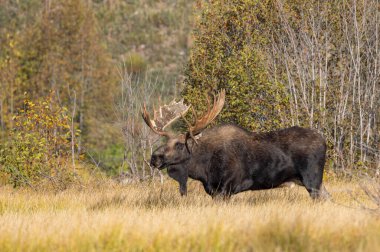 Grand Teton Ulusal Parkı 'nda sonbaharda rutin bir geyik.