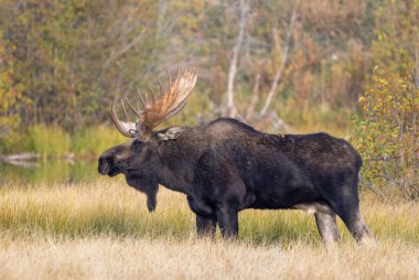 Grand Teton Ulusal Parkı 'nda sonbaharda rutin bir geyik.