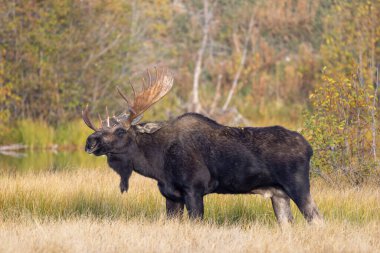 Grand Teton Ulusal Parkı 'nda sonbaharda rutin bir geyik.