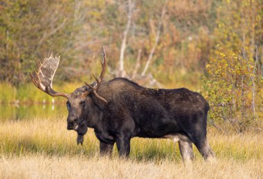 Grand Teton Ulusal Parkı 'nda sonbaharda rutin bir geyik.