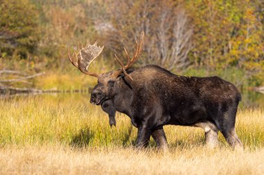 Grand Teton Ulusal Parkı 'nda sonbaharda rutin bir geyik.
