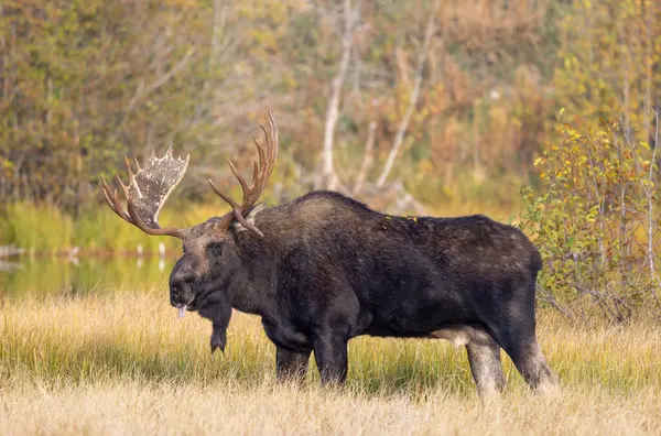 Grand Teton Ulusal Parkı 'nda sonbaharda rutin bir geyik.