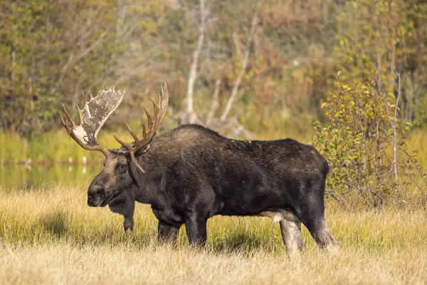 Grand Teton Ulusal Parkı 'nda sonbaharda rutin bir geyik.