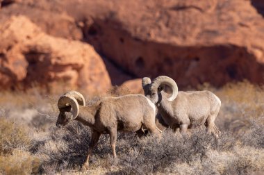 çöl bighorn koyun rams nevada Çölü'nde