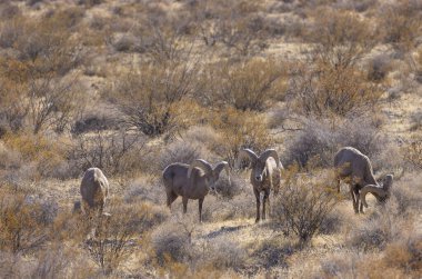 çöl bighorn koyun rams nevada Çölü'nde