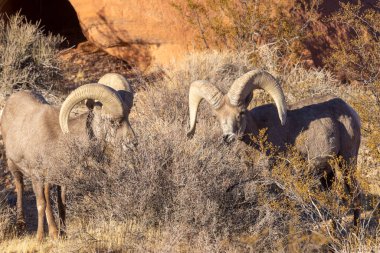 çöl bighorn koyun rams nevada Çölü'nde