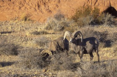 çöl bighorn koyun rams nevada Çölü'nde
