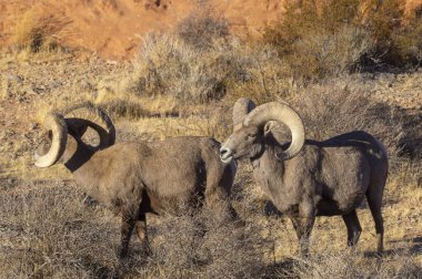 çöl bighorn koyun rams nevada Çölü'nde