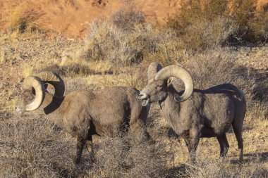 çöl bighorn koyun rams nevada Çölü'nde