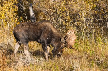 Grand Teton Ulusal Parkı Wyoming 'de sonbaharda tekdüze bir geyik.
