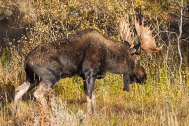 Grand Teton Ulusal Parkı Wyoming 'de sonbaharda tekdüze bir geyik.