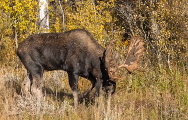 Grand Teton Ulusal Parkı Wyoming 'de sonbaharda tekdüze bir geyik.